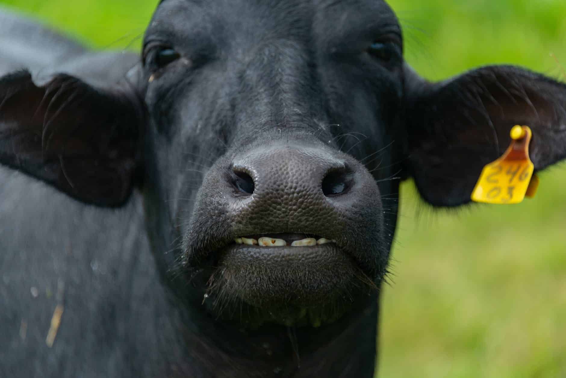 close up of a black cow