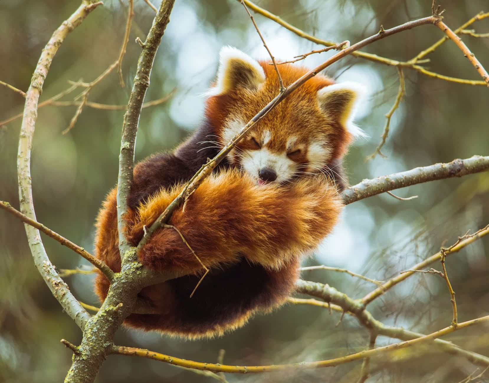 photo of red panda sleeping on tree branch